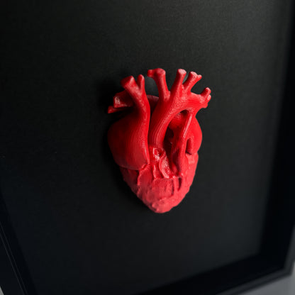 Heart 3D Anatomical - Realistic Heart Sculpture in a Deep Black Frame | Unique Wall Art and Medical Gift